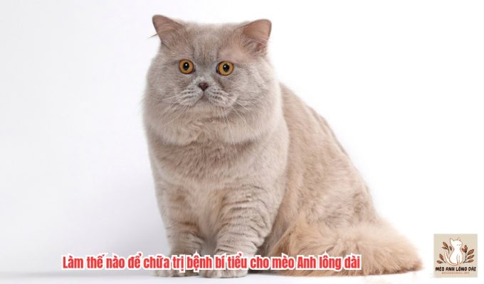 Làm thế nào để chữa trị bệnh bí tiểu cho mèo Anh lông dài